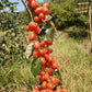 Buddha lantern fruit