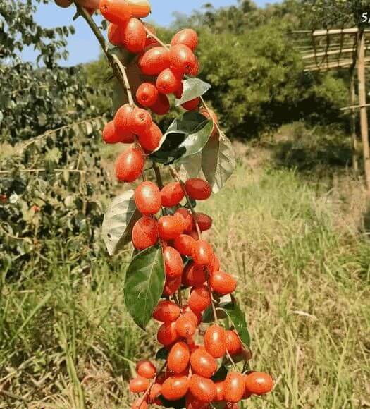 Buddha lantern fruit