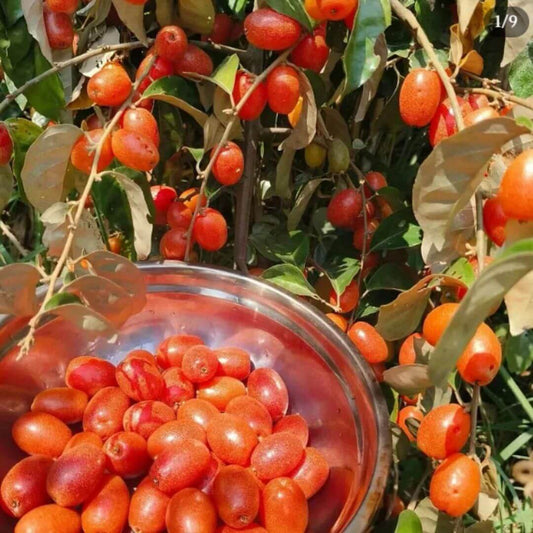 Buddha lantern fruit