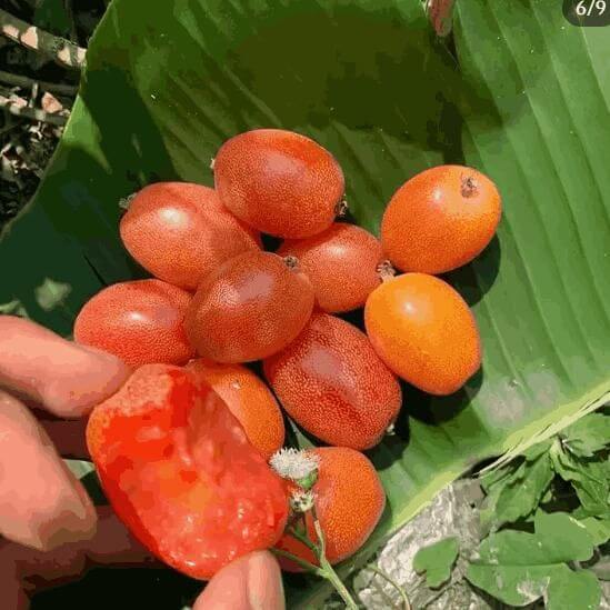 Buddha lantern fruit